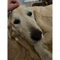 Odie Couppee