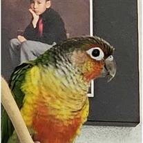 Rex Chimal