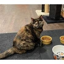 Tortie Wiebler