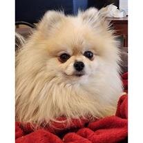 Eevee Lorenzen