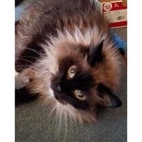 Kittyco Ryan
