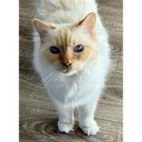 Fuzz