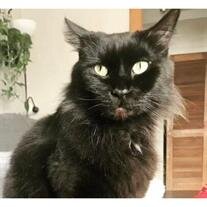 Kitty Bell