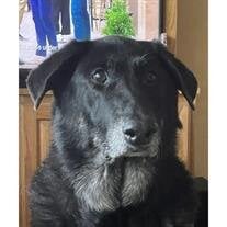 Bear Pauly
