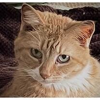 Opie Pearl