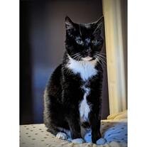 Spaz Davis