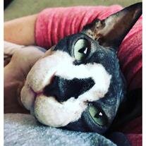 Smudge Blocker