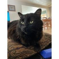 Wick Dassie
