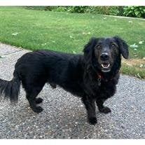 Gofur Walker