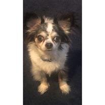 Chico