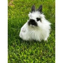 Bun Miller