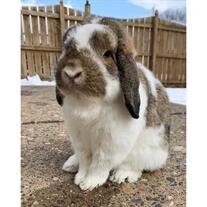Thumper Vergas