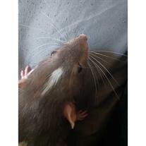 Ratthew Thomas
