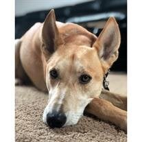Dingo Lorber