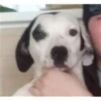 Puppy Carnahan