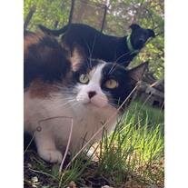 Nala Stanley