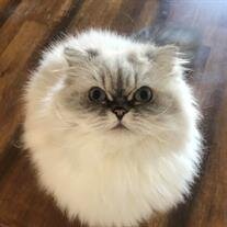 Fluffy
