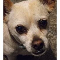 Gizmo