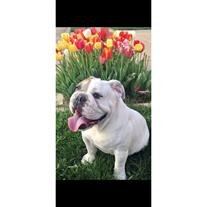 Bruiser