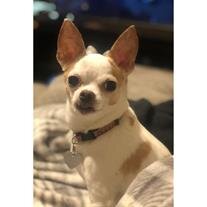 Cheeto Duarte