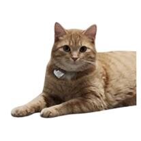 Buddy Cat