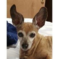 Gidget Silvis