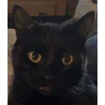 Binx Crowe