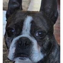 Bruno x