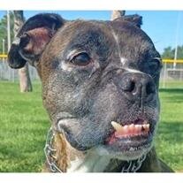 Bruiser Horlas