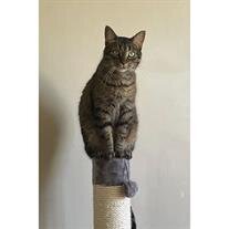 Binx Corry