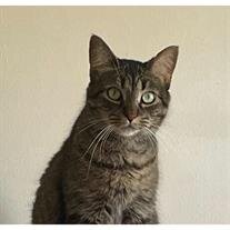 Binx Corry