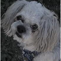Harley