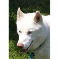 Koda Allborty