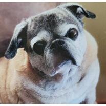 Pugzy scaled