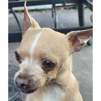 Chilli Willie