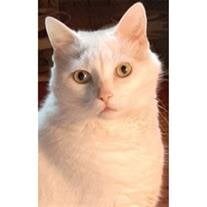 Flurry Gerischer