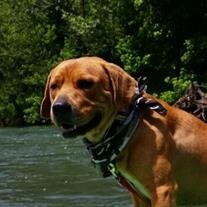 Buster Banks