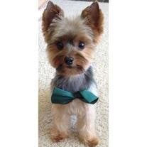 Bentley Hawley