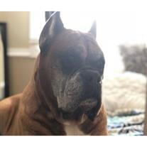 Bosco Bentley