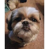 Scrappy