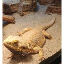 Edgar Negus