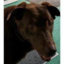 Cocoa Hedrick