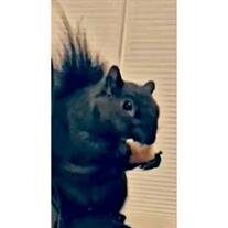 Chalupa Rizer