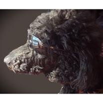Ripley Sallak