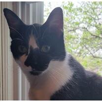Patches Conklin