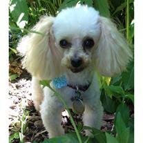 Tootsie