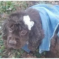 Cocoa Johnson