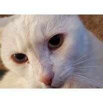 Snowball Copher