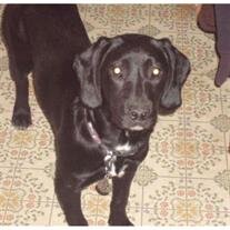 Romy