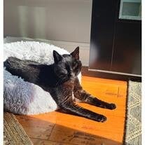 Kitty